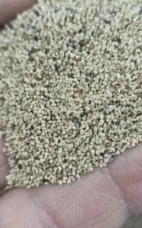 دانه روغنی درمانی خش خاش