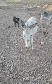 فروش.خریکی.نرومایه