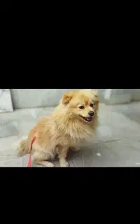 سگ پامر نر