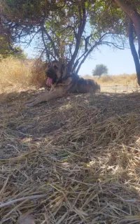 سگ سراب پژدر