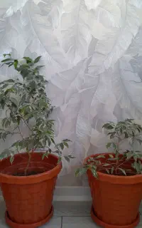 فروش گلا و گیاه