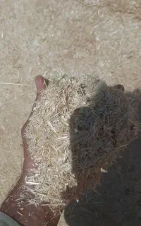 کاه گندم و جو