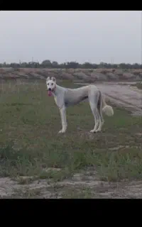 قبول سگ