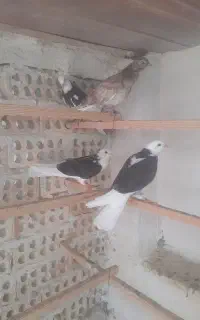 یه‌نرسرخ‌تیر‌قیچی‌‌گمشده