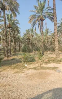 باغ نخل ابپخش