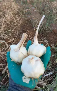 سیر سفید و درشت