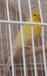 قناری رسمی بلند