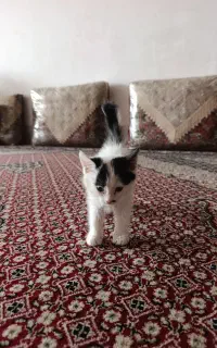 واگذاری بچه گربه