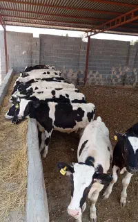 19راس گوساله صنعتی خالص