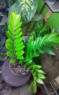جویای کار گلخانه