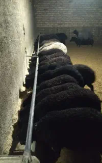 بره سبک
