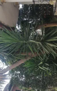 درخت یوکا