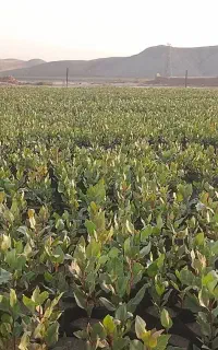 نهال پسته