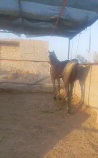 فروش اسب یکسر عرب و خالص