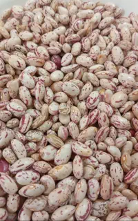 لوبیا چیتی،امسالی