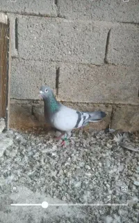 کبوتربازرگان