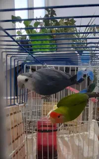 یه جفت طوطی برزیلی رنگ خاص