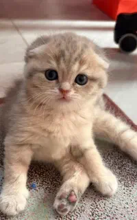 گربه اسکاتیش گلد