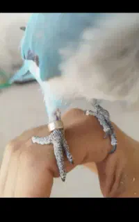 راهب آبی رفت پیدا کن مژدگانی بگیر