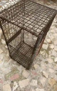 لانه مرغ وجوجه