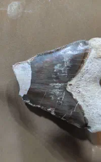 دندان کوسه ماهی ماژون