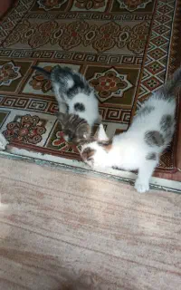 بچه گربه خانگی