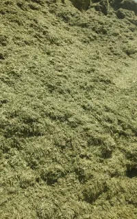 کاه یونجه