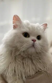 گمشده