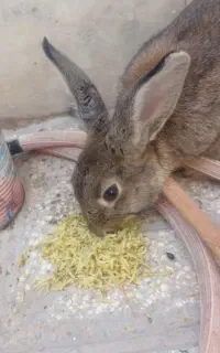 خرگوش