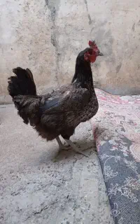 مرغ تخمگذار