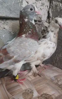 پرشی