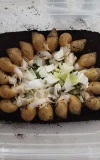 فروش حلزون