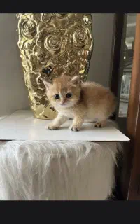 بریتیش گلد آگهی رو بخونید لطفا
