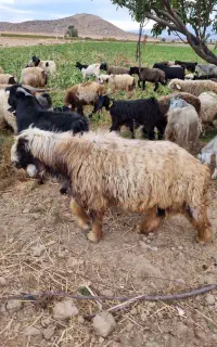 نیازمند یا استخدام چوپان