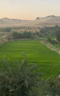 تولکی برنج عنبربو کلم