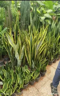 امور باغبانی و سمپاشی هرس کاری درختان
