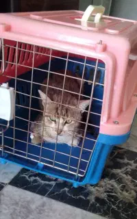 واگذاری گربه پسر مهربون و خیلی مظلوم