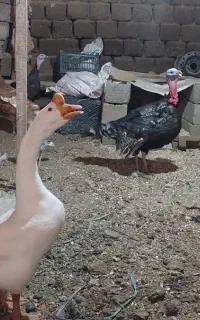 فروش غاز و بوقلمون