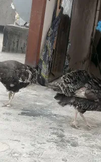 بوقلمون