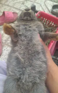 خرگوش خانگی