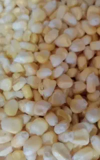 دانه بلال تازه