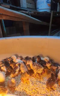 جوجه شاخدار 5 روزه