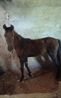 یک عدد کره نریون یک ساله نیمه