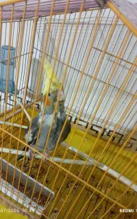 عروس هلندی گم شده