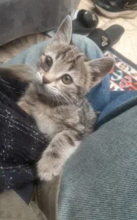 واگذاری گربه DSH