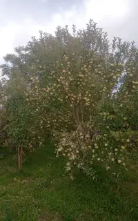 محصولات کشاورزی باغی