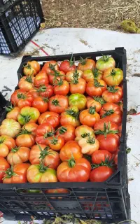 شتل نشا گوجه فرنگی ضمانتی