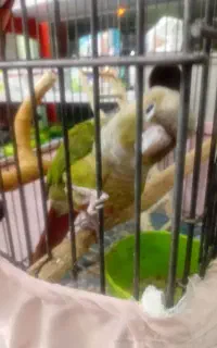 جفت گرینچیک