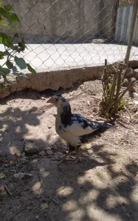 نیمچه خروس گلین
