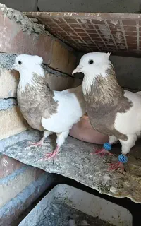 کهنوج